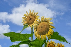pic_20250719_0038A