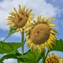 index-news33E